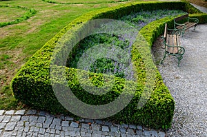 Summer chateau parterre with boxwood hedges honestly trimmed, around which the path leads along the path of beige compacted gravel