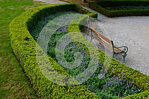 Summer chateau parterre with boxwood hedges honestly trimmed, around which the path leads along the path of beige compacted gravel