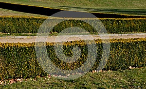 Summer chateau parterre with boxwood hedges honestly trimmed around which the path leads a path of beige compacted gravel. Boxwood