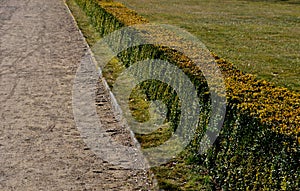 Summer chateau parterre with boxwood hedges honestly trimmed around which the path leads a path of beige compacted gravel. Boxwood