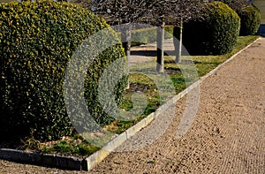 Summer chateau parterre with boxwood hedges honestly trimmed around which the path leads a path of beige compacted gravel. Boxwood