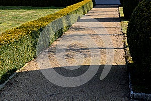 Summer chateau parterre with boxwood hedges honestly trimmed around which the path leads a path of beige compacted gravel. Boxwood photo