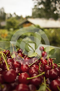 Summer cherries in Finland