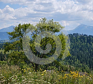 Summer Chornohora massiv mountains scenery view from Sevenei hill (near Yablunytsia pass, Carpathians, Ukraine