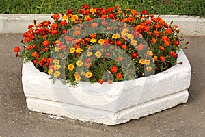 Flower bed with marigold