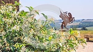 Summer city landscape - View of Jasmine flowers on the background of the silhouette monument to d`Artagnan in the village of Lupia photo