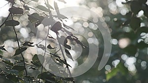 Summer in city natural green tree branches with leaves, flying fluff, allergies garden park foliage