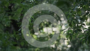 Summer in city natural green tree branches with leaves, flying fluff, allergies garden park foliage