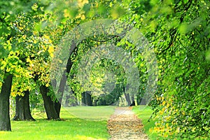 Summer in the city park