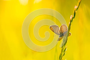 Summer closeup flowers and meadow and a butterfly. Bright landscape. Inspirational nature banner background.