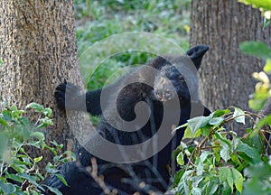 Bear Cub Wedged Between Tree Trunks photo