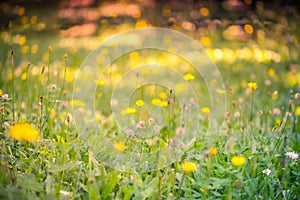 Summer closeup of yellow flowers and meadow. Bright landscape. Inspirational nature banner background.