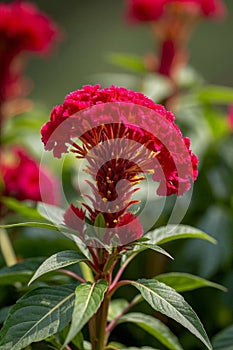 Close up of red cockscomb plant material,Generative AI