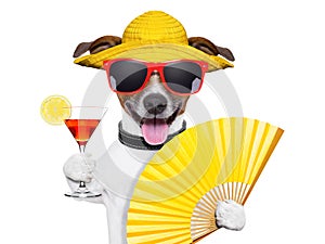 Summer cocktail dog