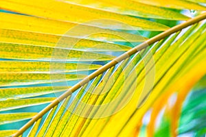 Summer coconut leaf background