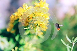 Summer cold warm background. Bee. Yellow flower