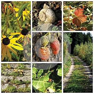 Summer collage autumn sun warm outside stones path beetle