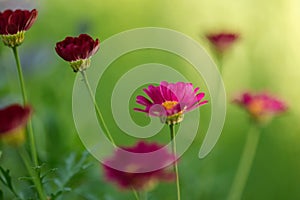 Summer colorful daisy flowers on green meadow.