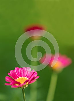 Summer colorful daisy flowers on green meadow.