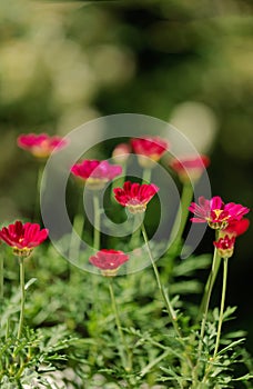 Summer colorful daisy flowers on green meadow