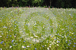 Summer colorful green meadow with wild field flowers, seasonal b