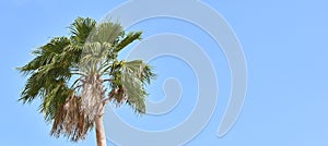 Summer concept. bright long layout of a banner with a palm tree against the sky. space for text, summer holiday