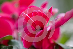 Summer Concept, Close up Colorful Blooming Cyclamen flowers