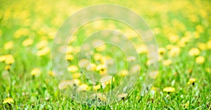 Summer concept. Long banner Yellow defocus background. sunny day. Blurred background of dandelion field. Meadow of bright yellow