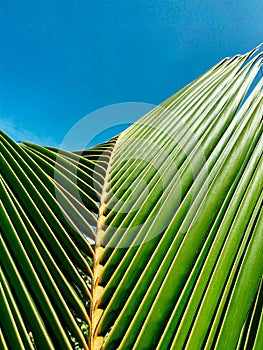 Summer concept. Palm leaf close up. Clear blue sky in the background for inserting text or logo