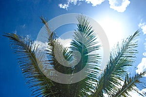 Summer Concept. Palm tree branches on blue sky background