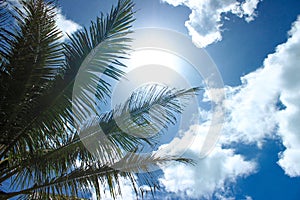 Summer Concept. Palm tree branches and sunbeam