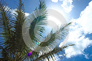 Summer Concept. Palm tree branches and sunbeam