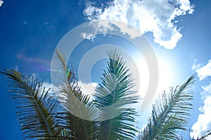 Summer Concept. Palm tree branches and sunbeam