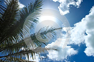 Summer Concept. Palm tree branches and sunbeam