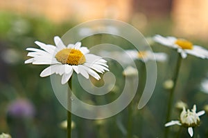 Summer concept, screensaver. View of daisy blossom in spring. selective soft focus. One chamomile in focus, side view