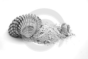 Summer concept : shells and sand isolated on white