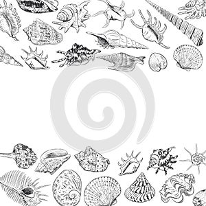 Summer concept with Unique museum collection of sea shells rare endangered species, molluscs black contour on white background. ca