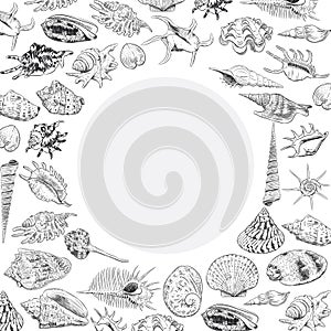 Summer concept with Unique museum collection of sea shells rare endangered species, molluscs black contour on white background. Ci