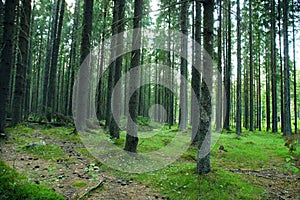 Summer in the coniferous spruce forest, thick tree trunks and green moss