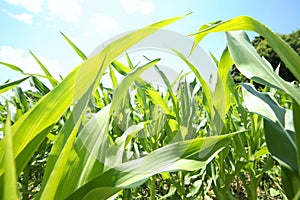 Summer corn crop