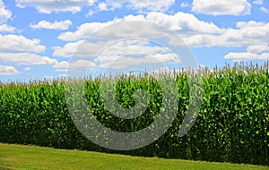 Summer Corn Crop