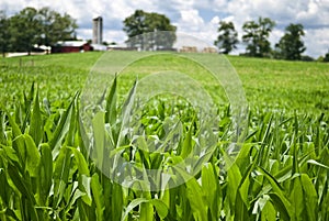 Summer Corn Growing In Field