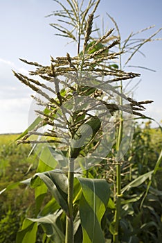 Summer. Corn grows on the field. Close-up