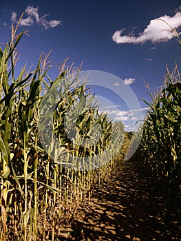 Summer: corn maze path