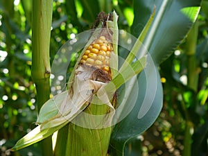 Summer: corn plant