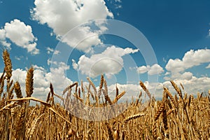 Summer corn wheats