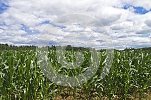 Summer Cornfield