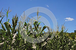 Summer Cornfield, Blue Sky