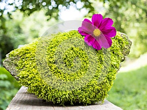 Summer cosmos flower on moss stone