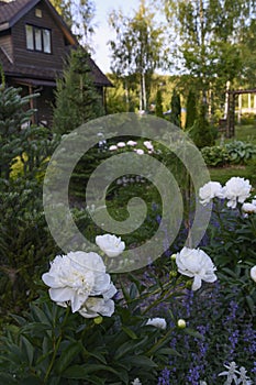 Summer cottage natural garden view with white peonies blooming. Rustic wooden house on background.